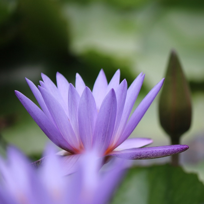 Healing Music Lotus